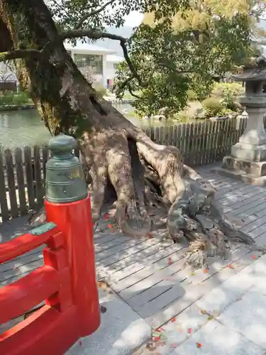 太宰府天満宮の自然