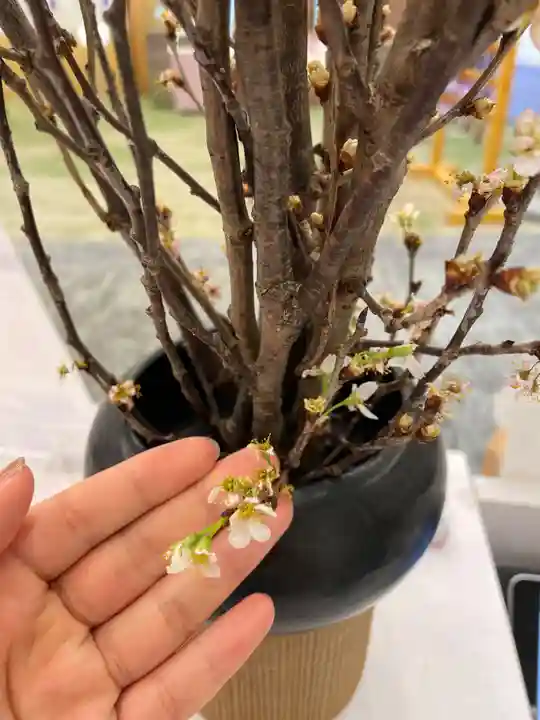 メノコト神社(京都府)