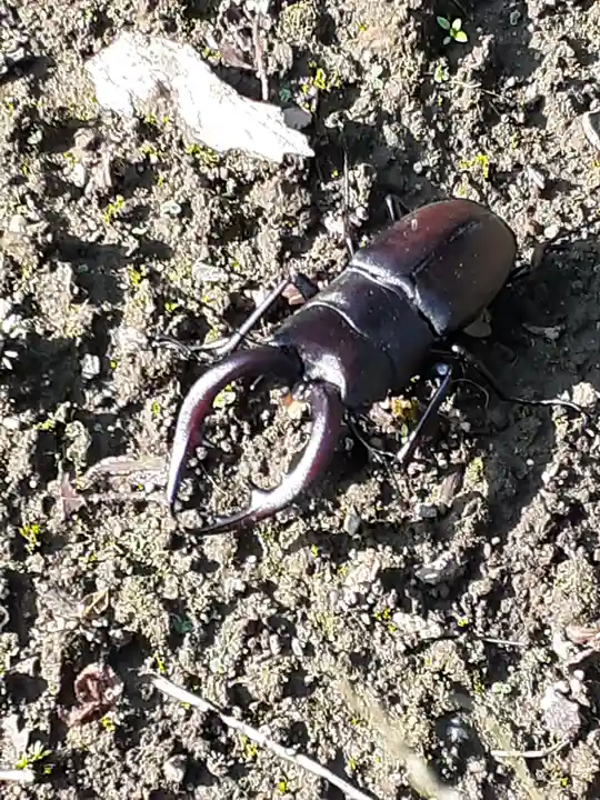 伏木香取神社の動物