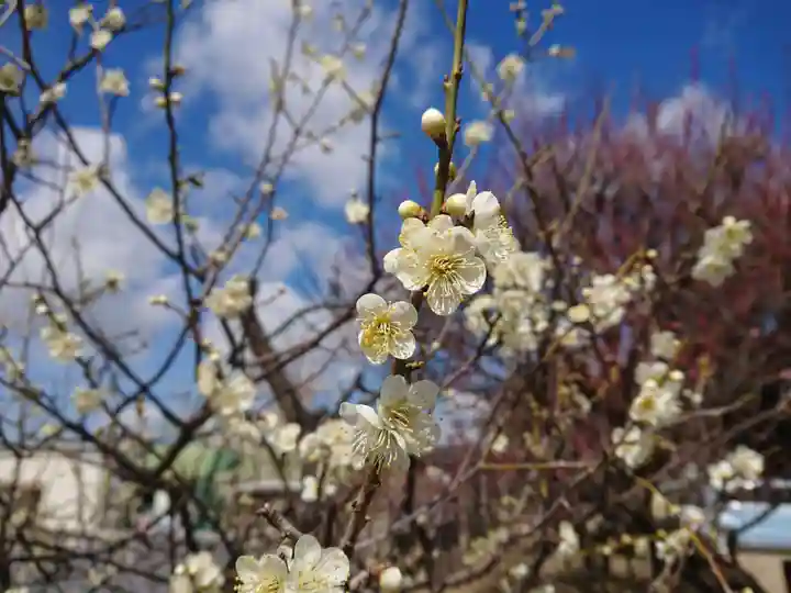 岡崎天満宮の自然