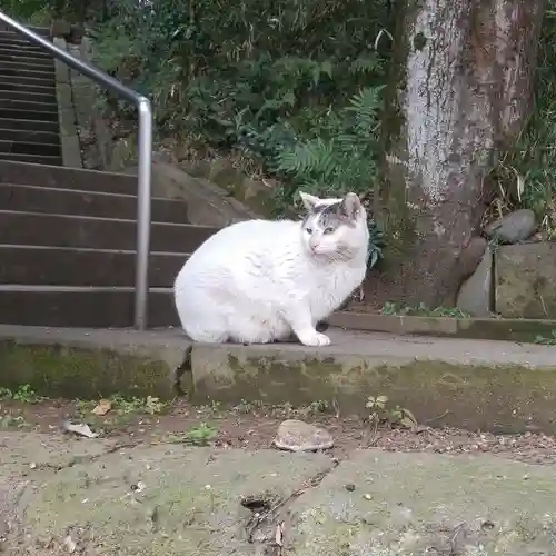 代々木八幡宮の動物