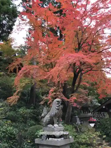 白峯寺の狛犬