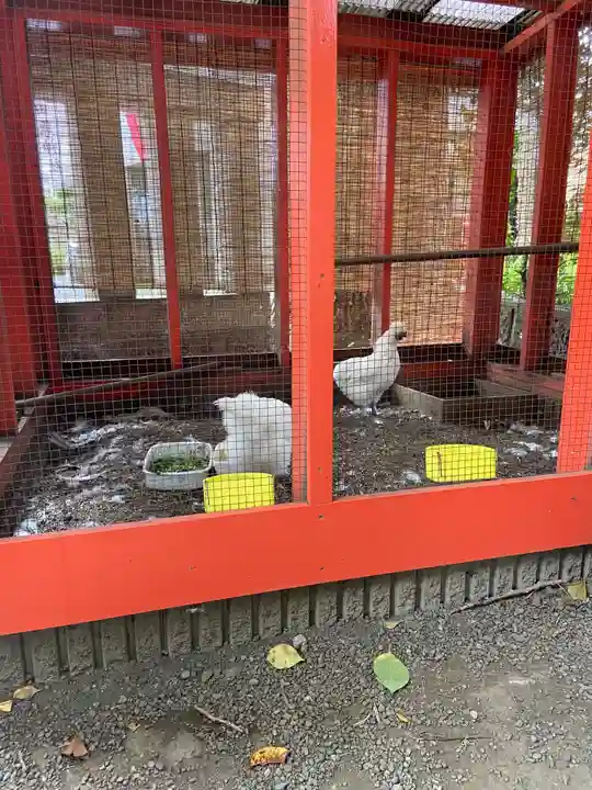 田無神社の動物
