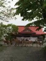 釧路一之宮 厳島神社の動物