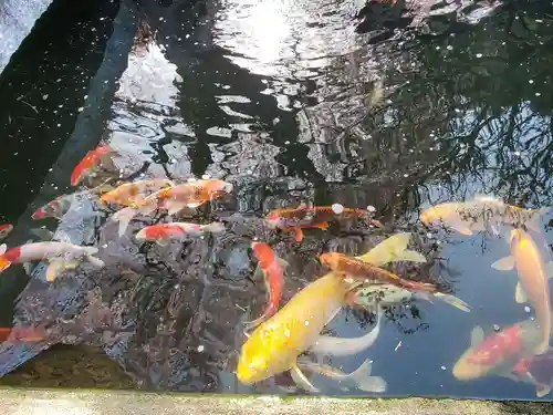 金毘羅桜の動物