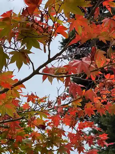 山城ゑびす神社の自然