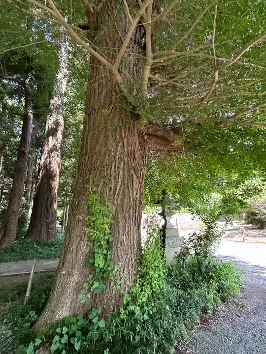 日吉神社(千葉県)