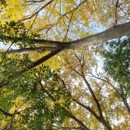 猿楽神社の自然