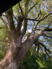 防府天満宮の自然