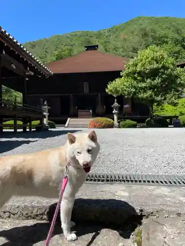 大善寺の動物