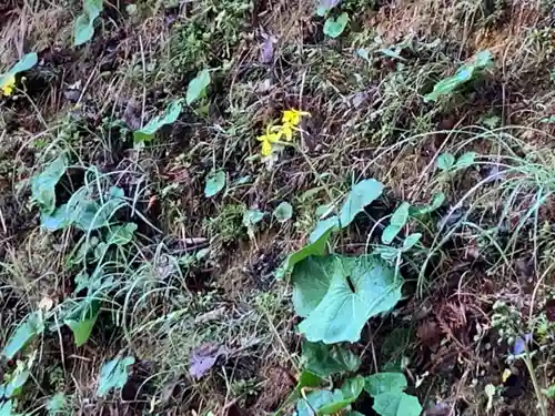 櫻田八幡宮の自然