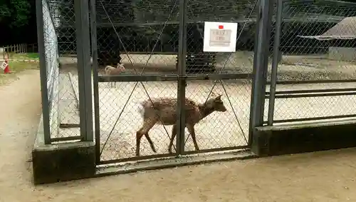 鹿島神宮の動物