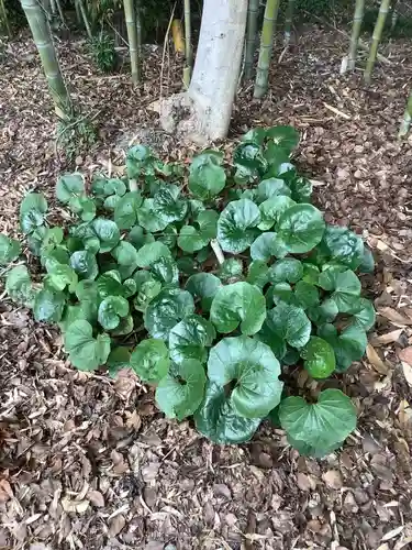 八幡社（柏井町）の自然