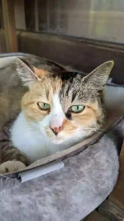 玉野御嶽神社の動物