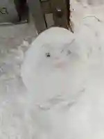 札幌諏訪神社の体験その他