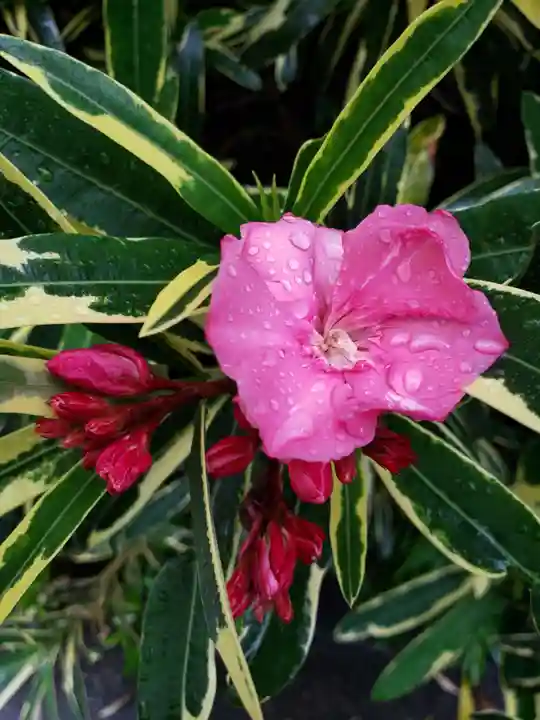 成子天神社(東京都)