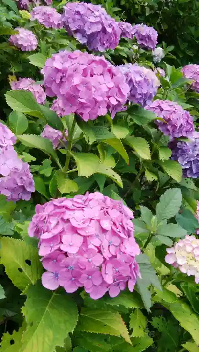 天台宗 長窪山 正覚寺の自然