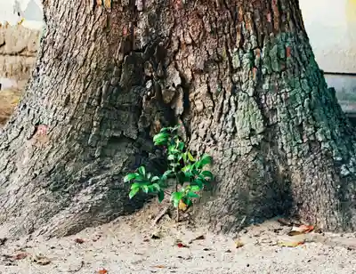 三津厳島神社(愛媛県)