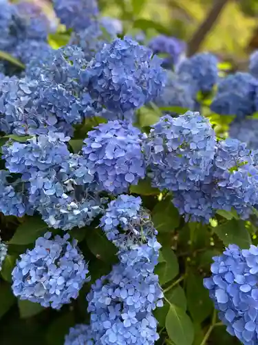 三室戸寺の自然