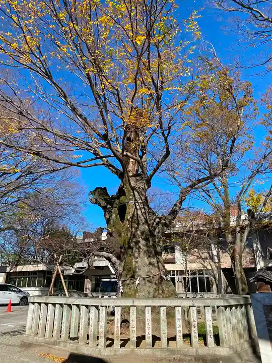 高城神社の自然