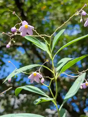 法金剛院(京都府)