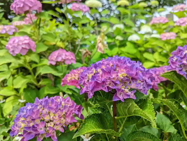 六孫王神社(京都府)
