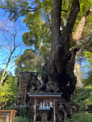 來宮神社(静岡県)