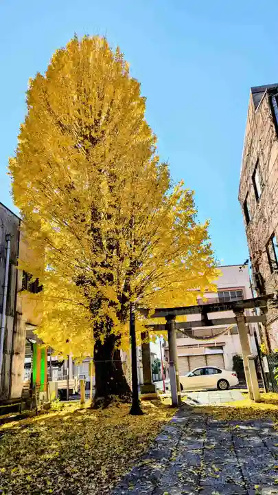 八雲神社 (通五丁目)の鳥居