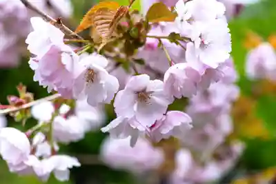 戸隠神社九頭龍社(長野県)