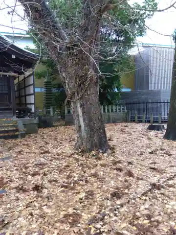 白山神社(福井県)