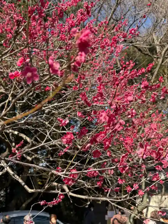 谷保天満宮の{uncategorized: "未分類", other: "その他", undefined: "問題あり", building: "その他建物", grave: "お墓", sacred_gate: "鳥居", guardian: "狛犬", statue: "像", buddha: "仏像", history: "歴史", nature: "自然", garden: "庭園", animal: "動物", pagoda: "塔", temizu: "手水舎", mountain_gate: "山門・神門", sanctuary: "本殿・本堂", subordinate: "末社・摂社", art: "芸術", scenery: "景色", jizo: "地蔵", ema: "絵馬", goshuin: "御朱印", omikuji: "おみくじ", items: "授与品その他", amulet: "お守り", goshuincho: "御朱印帳", eats: "食事", festival: "お祭り", votive_dance: "神楽", shichigosan: "七五三参", wedding: "結婚式", experience: "体験その他", initially: "初詣", around: "周辺", anti_infection: "感染症対策"}