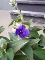 伏木香取神社の自然