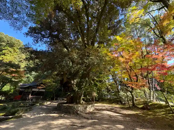 賀茂別雷神社(上賀茂神社)(京都府)
