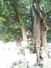 嶺白山神社の自然