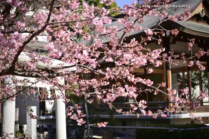 鳩森八幡神社の自然