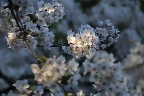 磐椅神社の自然