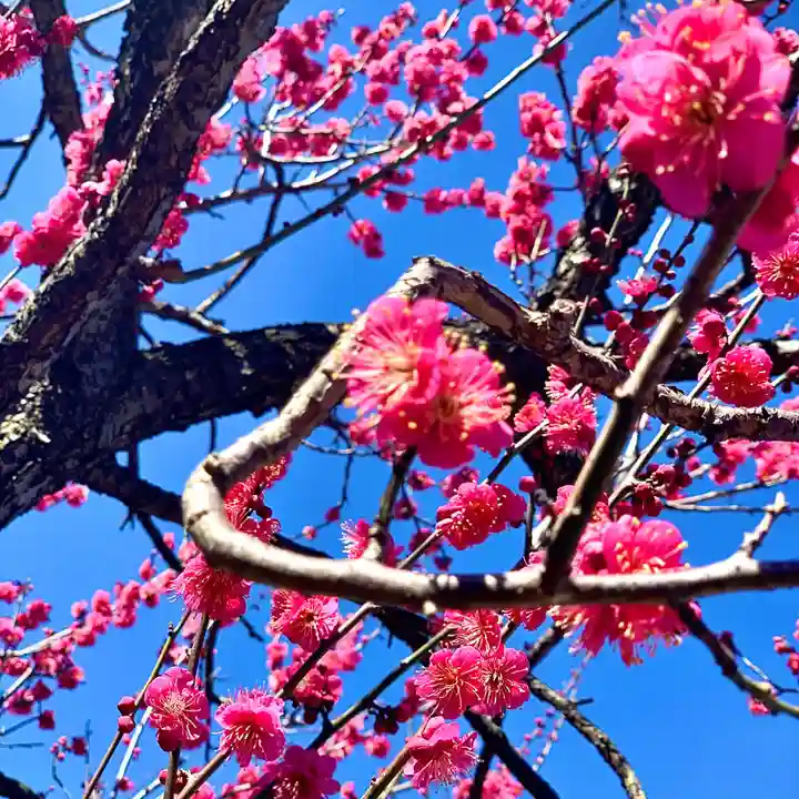 埼玉厄除け開運大師・龍泉寺(切り絵御朱印発祥の寺)の自然
