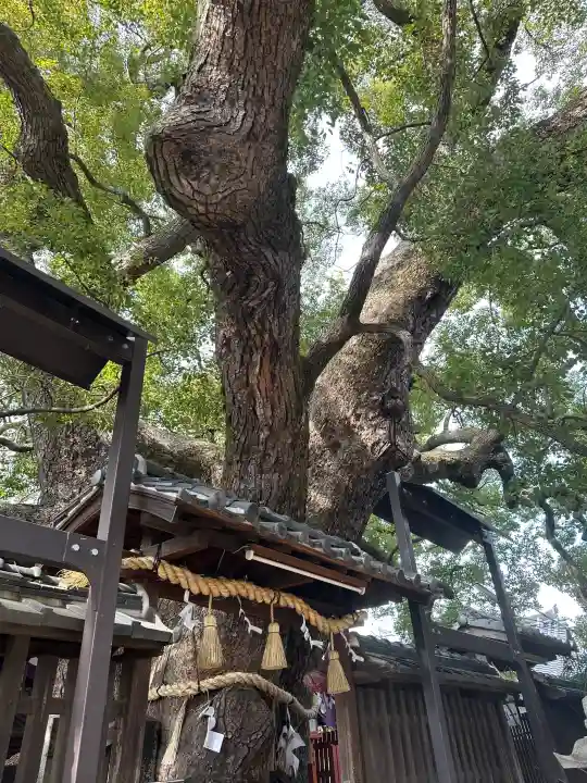 三島神社の{uncategorized: "未分類", other: "その他", undefined: "問題あり", building: "その他建物", grave: "お墓", sacred_gate: "鳥居", guardian: "狛犬", statue: "像", buddha: "仏像", history: "歴史", nature: "自然", garden: "庭園", animal: "動物", pagoda: "塔", temizu: "手水舎", mountain_gate: "山門・神門", sanctuary: "本殿・本堂", subordinate: "末社・摂社", art: "芸術", scenery: "景色", jizo: "地蔵", ema: "絵馬", goshuin: "御朱印", omikuji: "おみくじ", items: "授与品その他", amulet: "お守り", goshuincho: "御朱印帳", eats: "食事", festival: "お祭り", votive_dance: "神楽", shichigosan: "七五三参", wedding: "結婚式", experience: "体験その他", initially: "初詣", around: "周辺", anti_infection: "感染症対策"}
