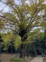 赤坂氷川神社の自然