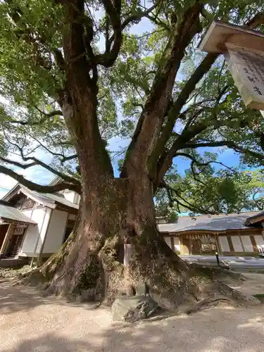 太宰府天満宮の自然