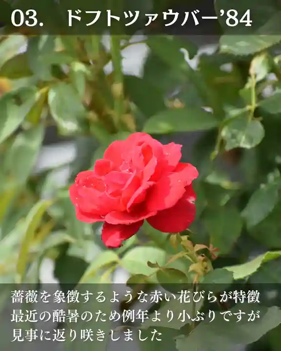 宝光寺(北海道)