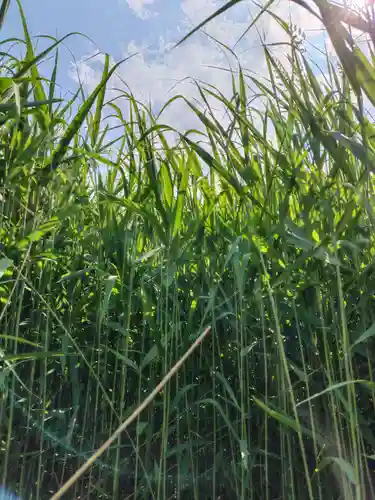 厚別神社(北海道)