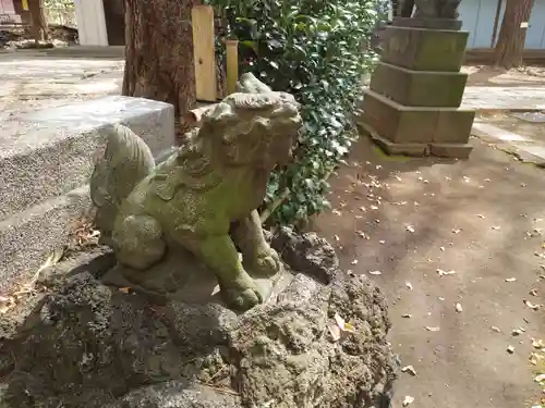 駒込天祖神社の狛犬