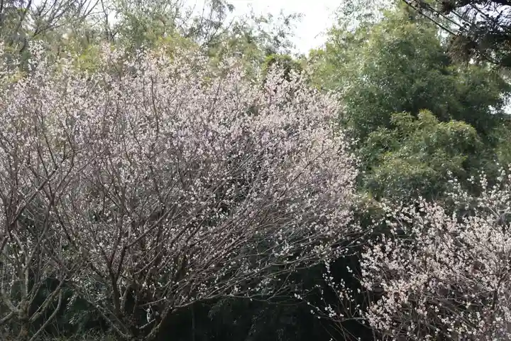 三渡神社の自然
