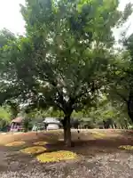 神田山延命院の自然