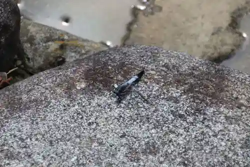 開成山大神宮の動物