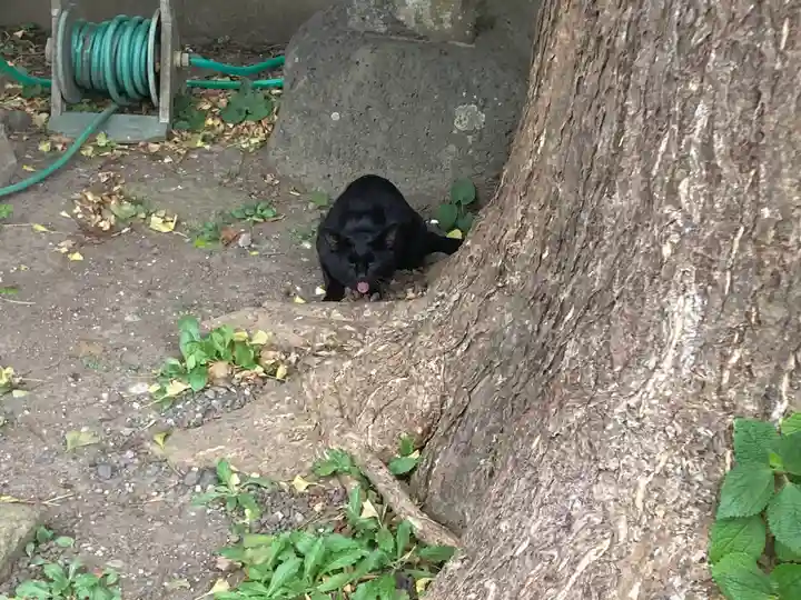 蛭子神社の動物