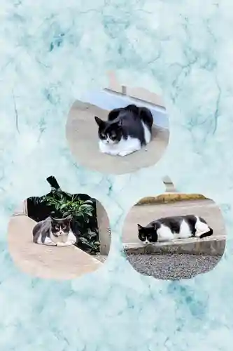 白金氷川神社の動物