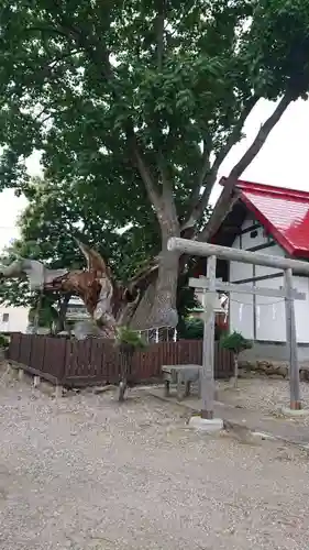 一本栗地主神社の自然