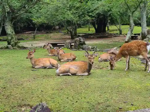 厳島神社(広島県)